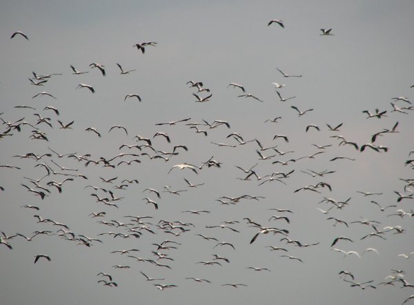 Herons in flight
