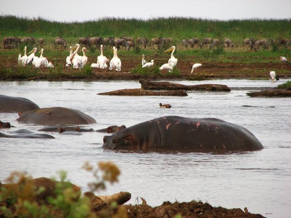 Wildebeest, pelicans, hippos