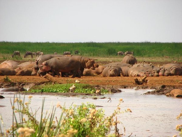 Hippos on land