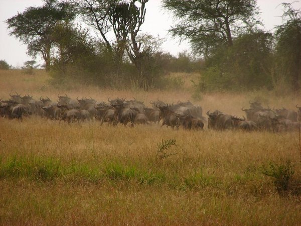Wildebeest mini-migration