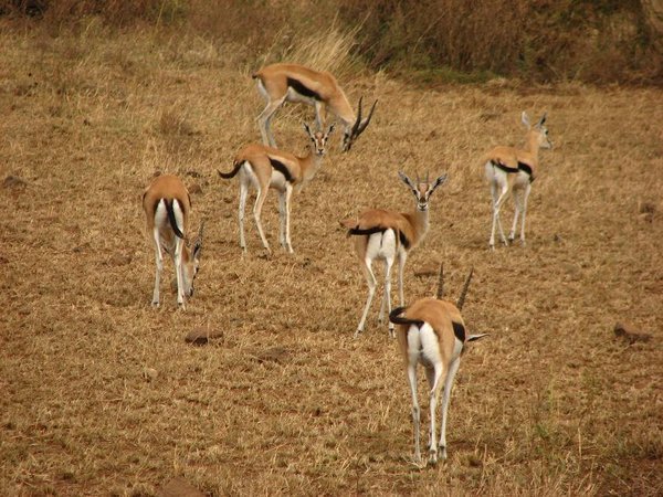 Thomson's gazelles