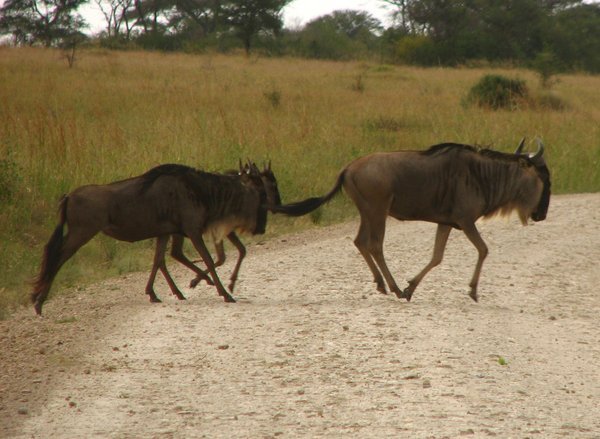 Wildebeest crossing the road