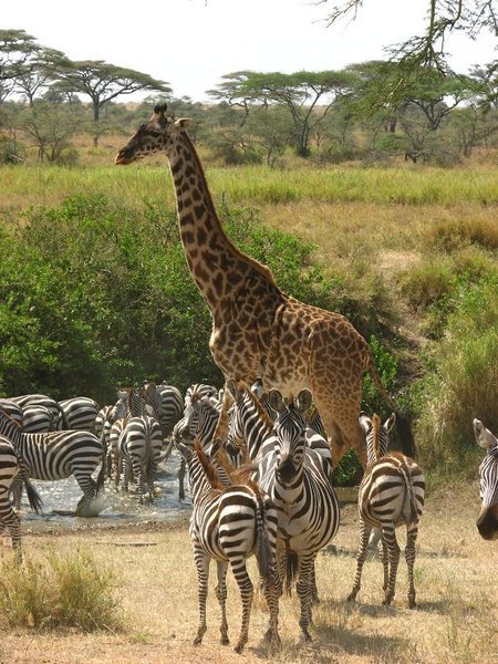 Giraffe and zebras
