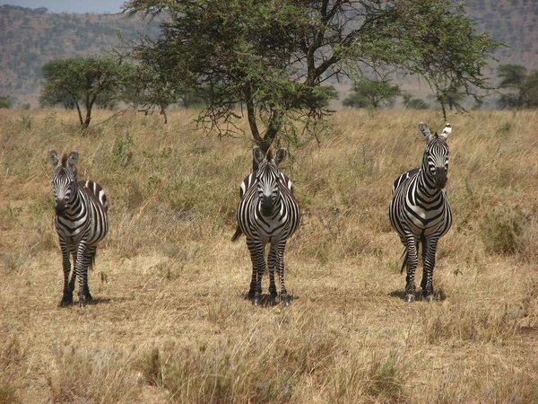 Zebra stand-off