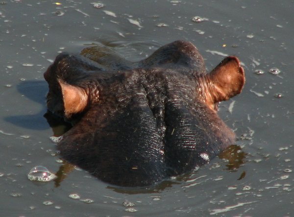 Hippo ears