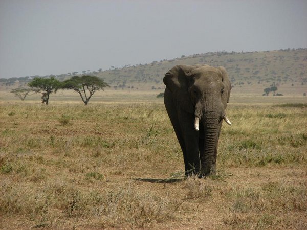 Elephant wandering across the plain