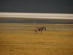 Zebra and Lake Magadi