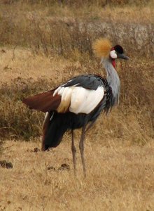 Crowned crane
