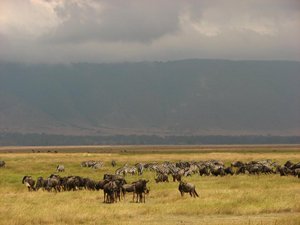 Zebra and wildebeest in the crater