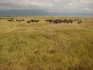 Zebra and wildebeest in the crater