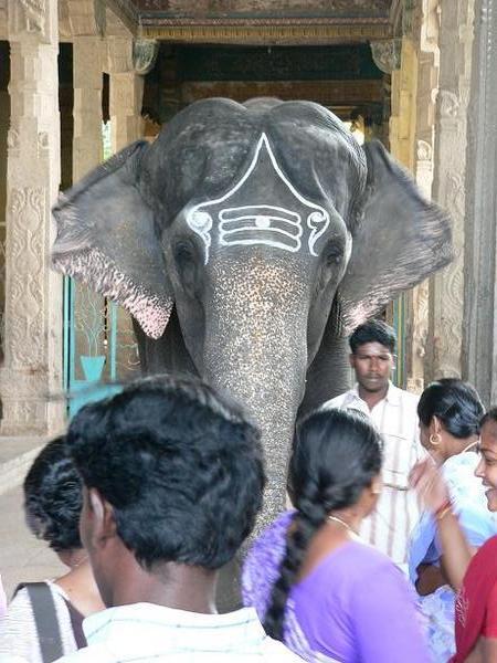 Temple elephant