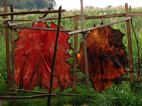 Drying animal skins