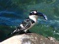 Pied kingfisher caught mid-gobble