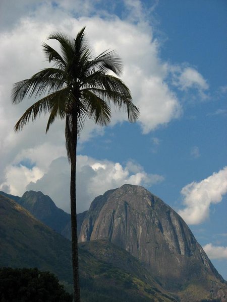 Palm tree and Mulanje massif