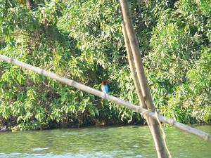 Blurry kingfisher posing against razor-sharp background greenery