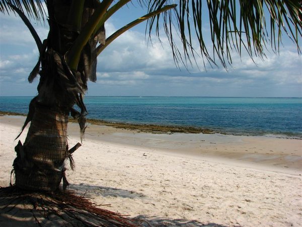 Palm, beach