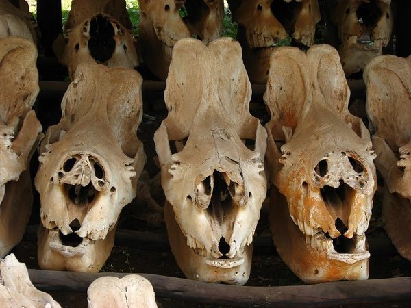 Rhino skulls