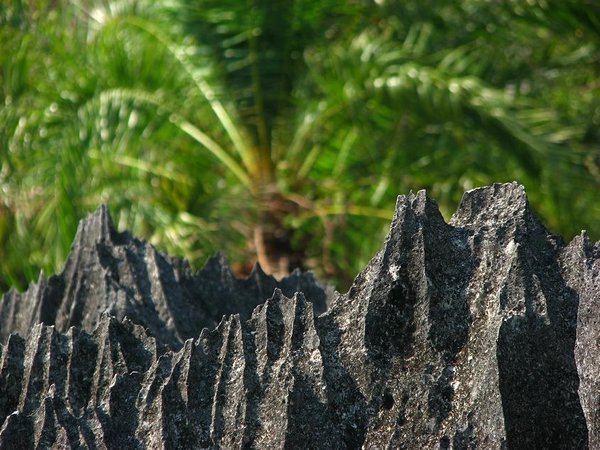 Tsingy and trees