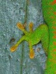 Gecko foot