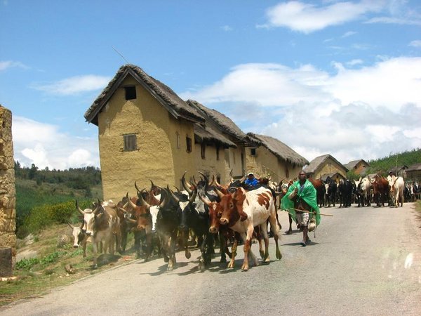 Building and cattle