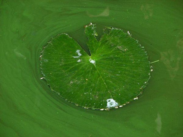 Lily pad in toxic water