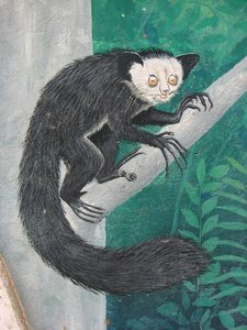Picture of an aye-aye