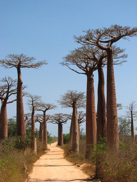 Avenue de Baobab