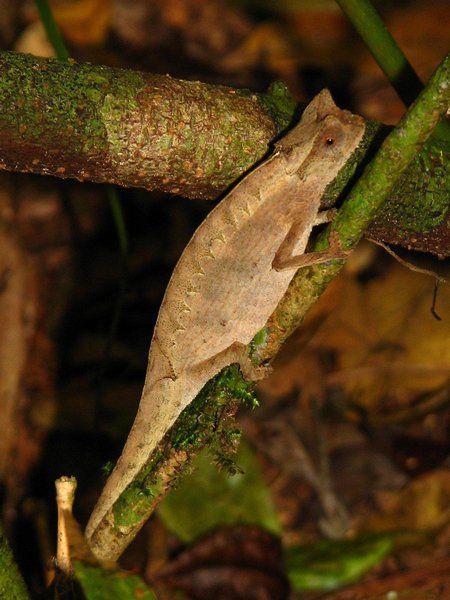 Ground (stump-tailed) chameleon