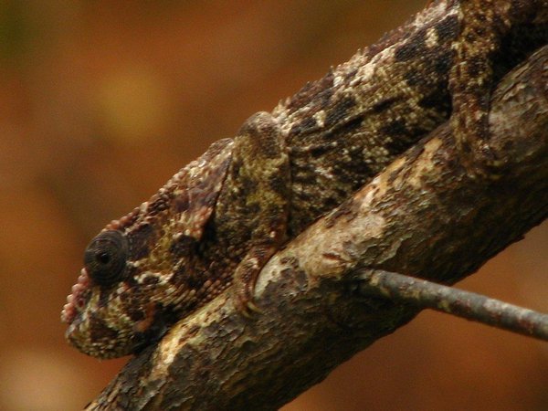 Short-horned (elephant-eared) chameleon