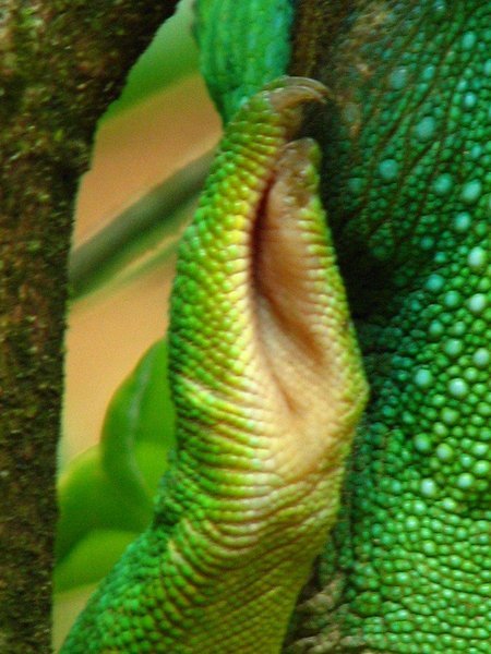 Parson's chameleon's foot
