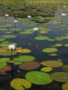 Lilies and pads