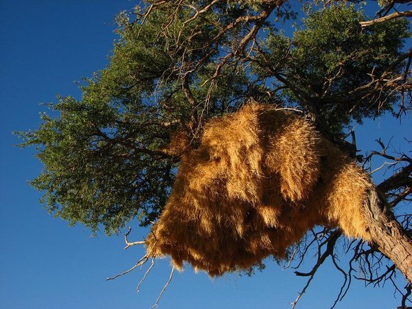 Social weaver nest