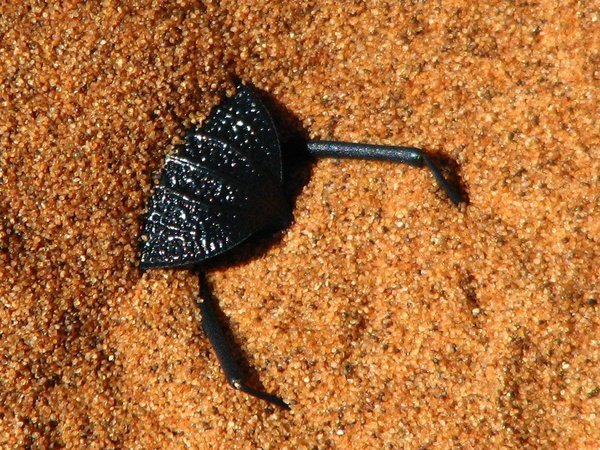 Burrowing beetle