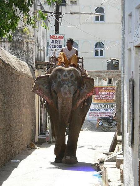 Approaching elephant | Photo