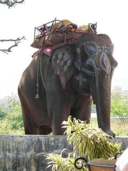 Elephant grazing near restaurant