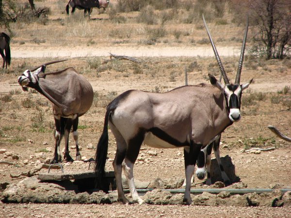 Oryx/gemsbok