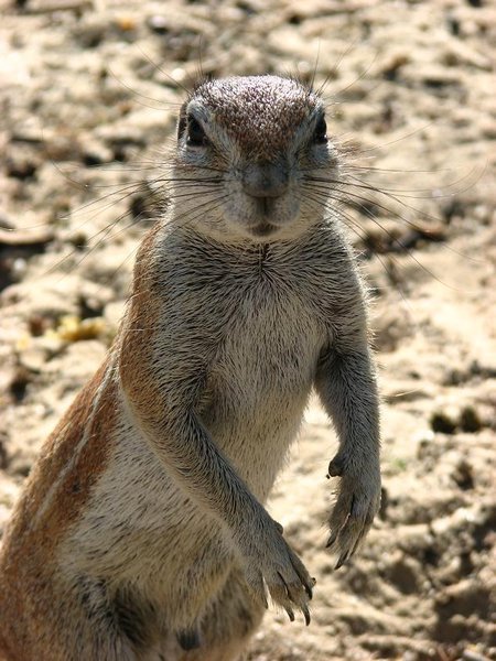 Sand squirrel