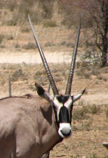 Oryx/gemsbok