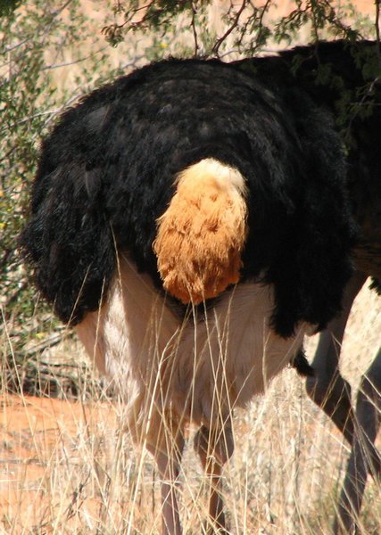 Ostrich tail