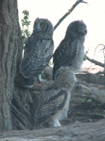 Mother owl and young ones