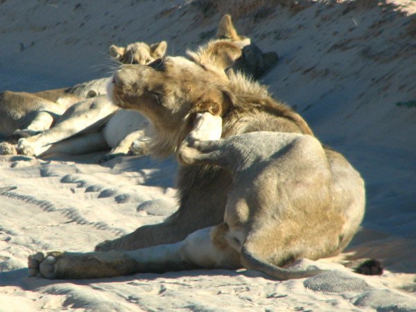 Lion having a scratch