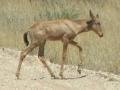Young red hartebeest