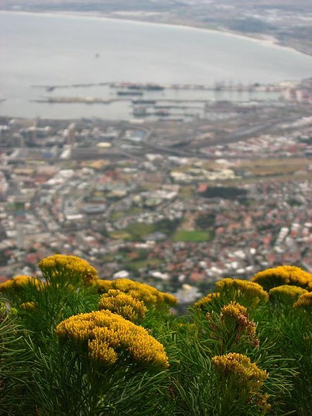 Flowers and Cape Town