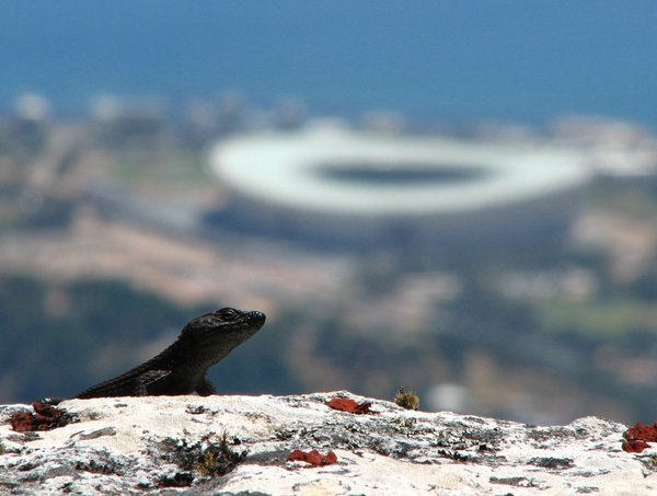 Lizard and Cape Town stadium