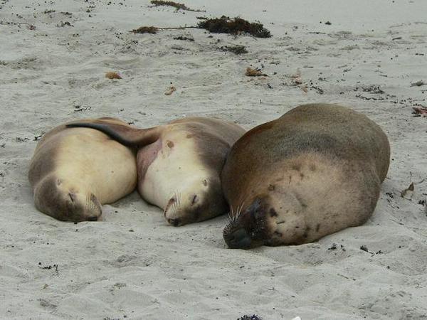 Sleeping seals