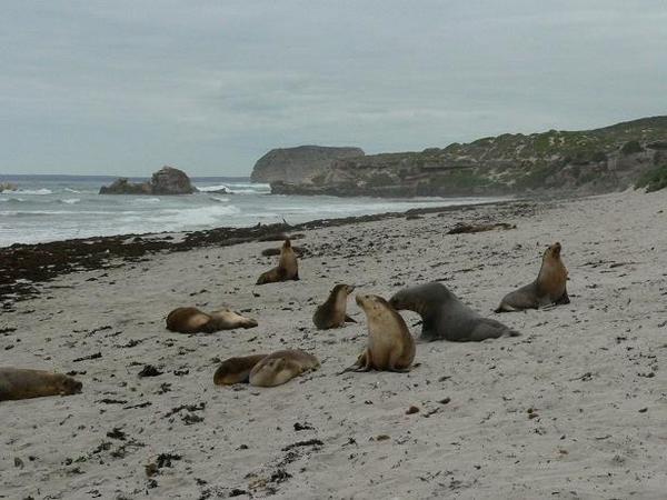 Beach of seals