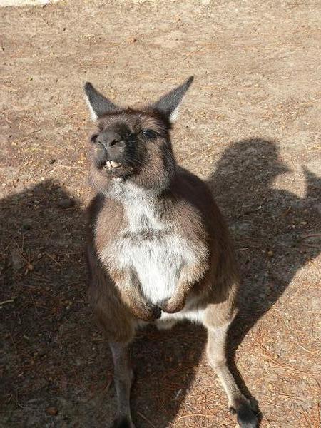 Kangaroo says hello