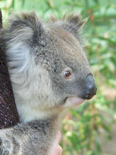 Lou, the koala