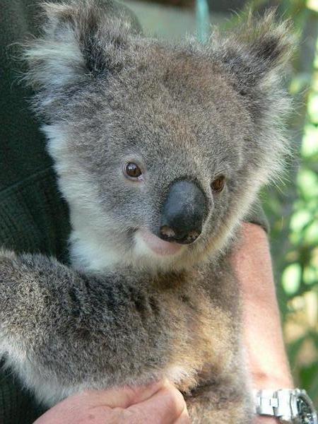 Lou, the koala