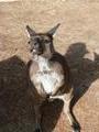 Kangaroo says hello